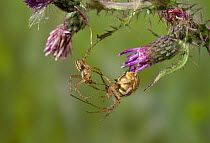 Orb weaver spider (Neoscona adianta) courthsip behaviour, larger female on right, UK, Araneidae