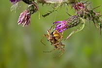 Orb weaver spider (Neoscona adianta) courthsip behaviour, mating, larger female on right, UK, Araneidae
