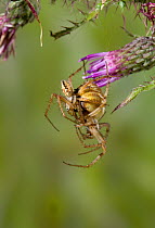 Orb weaver spider (Neoscona adianta) courthsip behaviour, mating, larger female on right, UK, Araneidae