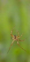 Orb weaver spider (Neoscona adianta) male, soon after mating, UK, Araneidae