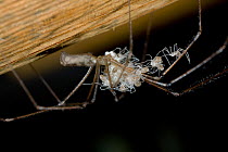 Daddy longlegs spider (Pholcus phalangiodes) with spiderlings, UK, Pholcidae