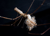 Daddy longlegs spider (Pholcus phalangiodes) with spiderlings, UK, Pholcidae