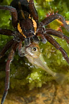 Raft spider (Dolomedes fimbriatus) with stickleback fish prey, UK, Pisauridae