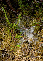 Web of the Ladybird spider (Eresus cinnaberinus) UK, Eresidae, Endangered
