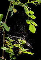 Web of Money spider {Linyphidae} UK