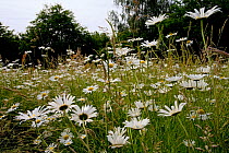 Ox-eye daisy / Marguerite flowers {Leucanthemum vulgare} in wildflower meadow, Sussex, UK