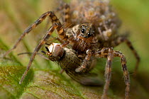 Wolf spider (Pardosa sp) carrying spiderlings on back and feeding on insect prey, UK, Lycosidae