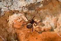 Scaffold spider (Steotoda nobilis) on web on walls of Chichester cathedral, Sussex, UK, Theridiidae