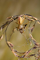 Grasshead prowler spider (Cheiracanthium erraticum) with prey, UK, Miturgidae