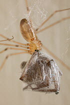 Daddy longlegs spider (Pholcus phalangiodes) preying on House Spider, wrapping prey in thread, UK, Pholcidae