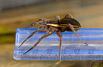 Raft spider (Dolomedes fimbriatus) on measuring ruler showing a record 26mm long spider found in Sussex 2006, probably largest British indigenous spider ever recorded