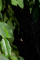 Garden centre spider (Uloborus plumipes) on web, UK, Uloboridae