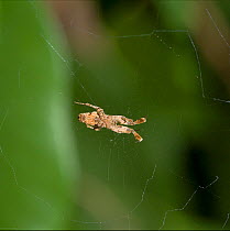 Garden centre spider (Uloborus plumipes)  on web, UK, Uloboridae