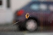 Garden spider (Aranea diadematus) on web near traffic, UK, Araneidae