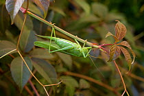 Great green bush cricket (Tettigonia viridissima) female, UK
