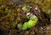 Green tiger beetle (Cicindela campestris) feeding on insect larva prey, UK