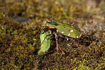 Green tiger beetle (Cicindela campestris) feeding on insect larva prey, UK