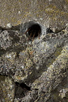 Tube web spider (Segestria florentina) at entrance to tunnel web, UK, Segestriidae
