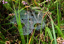 Web of Money spider {Linyphidae} in grass, UK