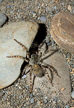 Wolf spider (Lycosa / Actosa cinerea) UK, Lycosidae