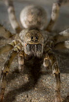 Wolf spider (Lycosa / Actosa cinerea) UK, Lycosidae