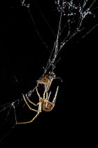 American house spider (Parasteatoda / Achaearanea tepidariorum) wrapping housefly prey in web