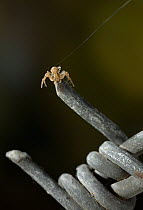 Crab spider {Thomisidae} ballooning from barbed wire, UK