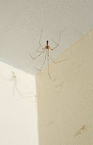 Daddy longlegs spider (Pholcus phalangioides) in typical pose on web in corner of room, UK, Pholcidae