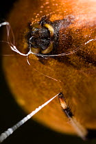 Close up of Orb weaver spider (Araneus quadratus) producing web from spinerets, UK, Araneidae