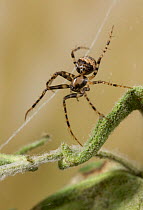 Pirate spider (Ero sp) tapping on the edge of the web of another spider to deceive that spider and then 'attack' it, UK, Mimetidae