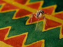 Spitting spider (Scytodes thoracica) on carpet, UK, Scytotidae