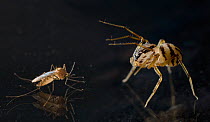 Spitting spider (Scytodes thoracica) approaching mosquito on glazed surface, UK, Scytotidae