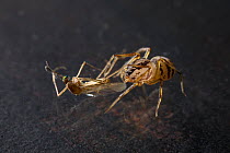 Spitting spider (Scytodes thoracica) predating mosquito on glazed surface, UK, Scytotidae