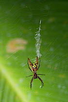 Arrowhead spider (Micrathena sp) on web, Costa Rica