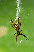 Arrowhead spider (Micrathena sp) on web, Costa Rica