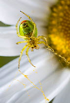 Underside of Cucumber spider (Araniella cucurbitina) on Ox-eye daisy flower, UK, Araneidae