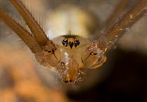 Daddy longlegs (Pholcus phalangiodes) close up of head and eyes, UK