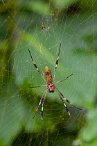 Golden silk spider (Nephila clavipes) female and male (smaller, above) on web, Costa Rica, Tetragnathidae
