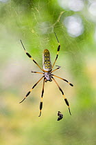 Golden silk spider (Nephila sp) female on web, Costa Rica, Tetragnathidae
