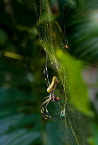 Golden silk spider (Nephila clavipes) female and male (smaller, above) on web, Costa Rica, Tetragnathidae