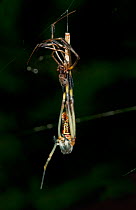 Golden silk spider (Nephila clavipes) female shedding skin, Costa Rica, Tetragnathidae