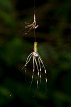 Golden silk spider (Nephila clavipes) female shedding skin, Costa Rica, Tetragnathidae