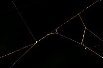 Web of Golden silk spider (Nephila clavipes) Costa Rica, Tetragnathidae