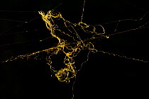 Web of Golden silk spider (Nephila clavipes) Costa Rica, Tetragnathidae
