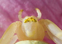 Goldenrod spider (Misumena vatia) close up of head and eyes, UK, Thomisidae