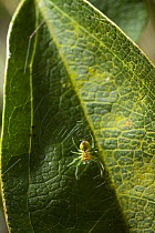 Cucumber spider (Araniella cucurbitina) on web, UK, Araneidae