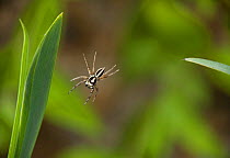 Pantropical jumping spider (Plexippus paykulli) jumping, Costa Rica