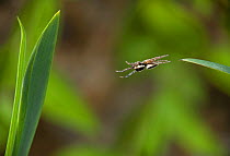 Pantropical jumping spider (Plexippus paykulli) jumping, upside-down, Costa Rica