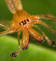 Slender orb / Long jawed orb weaver spider  (Tetragnatha extensa) close up showing enlarged chelicerae of male, UK, Tetragnathidae