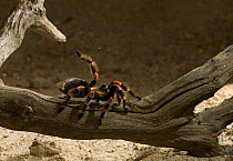 Mexican red-knee tarantula spider (Brachipelma smithi) shedding hairs as a defence mechanism, controlled conditions